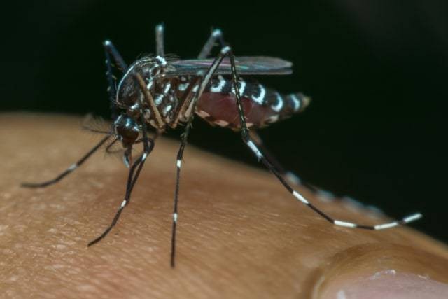 com-Ilustrasi nyamuk Aedes aegypti, vektor demam berdarah dengue. Foto: Shutterstock