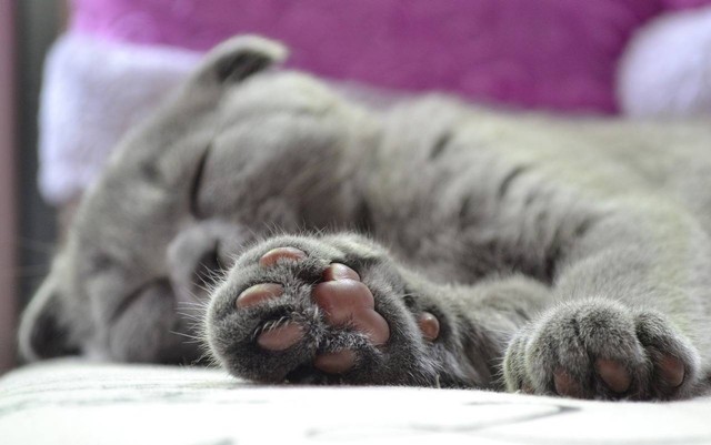 Ilustrasi paw kucing. Sumber foto: Pixabay