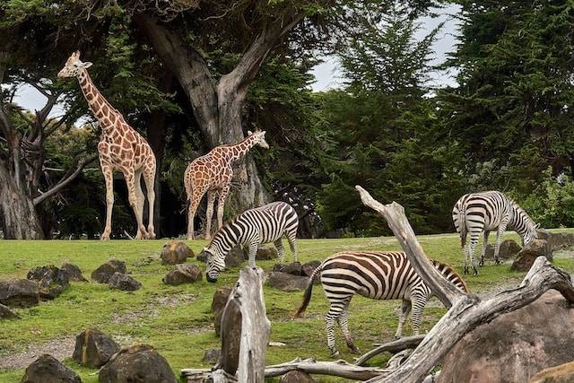 Cara ke Batu Secret Zoo. Foto hanya ilustrasi. Sumber foto: Unsplash/Nikolay Tchaouchev