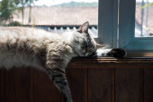 Ilustrasi bulu kucing. Sumber foto: Unsplash