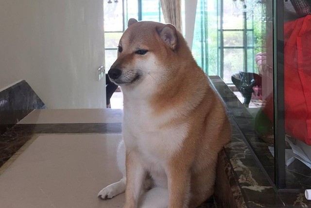 Foto anjing Shiba Inu bernama Cheems Balltze asal Hong Kong, kerap dijadikan meme sejak tahun 2017. Foto: Cheems Balltze/Instagram
