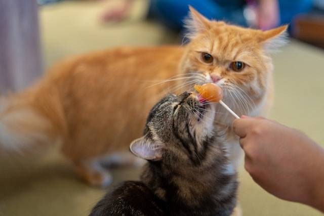 Ilustrasi Apakah Kucing Boleh Makan Kentang. Foto: dok. Unsplash/duan wen