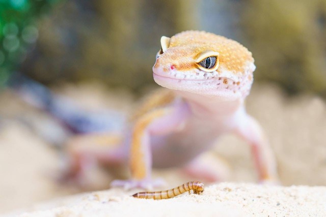 Ilustrasi apakah gecko menggigit. Sumber: Pixabay/pexels.com