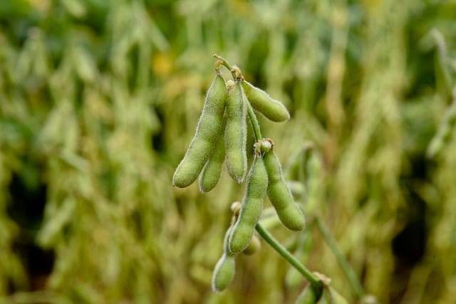 Ilustrasi manfaat edamame. Foto: Pexels