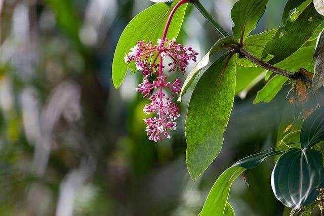 Ilustrasi manfaat buah parijoto. Foto: Pixabay. 