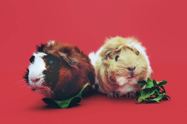 Ilustrasi apakah guinea pig menggigit. Sumber: Scott Webb/pexels.com 