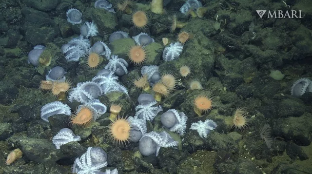 Ribuan gurita ditemukan di laut dalam California Tengah, AS. Kini dijuluki "Octopus Garden". Foto: Monterey Bay Aquarium Research Institute (MBARI)