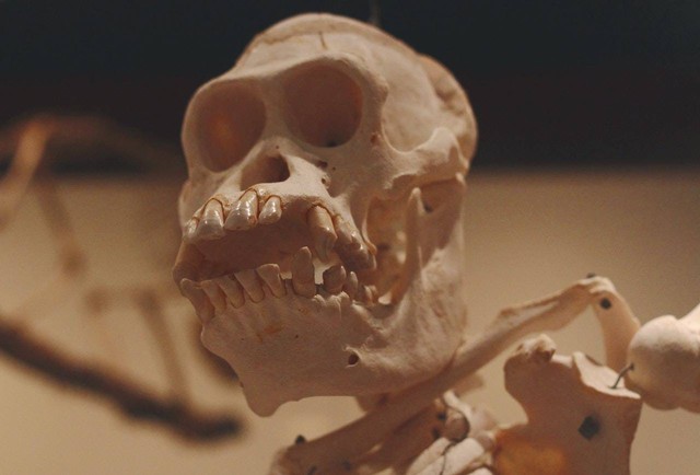 Ilustrasi Volume Otak Meganthropus Paleojavanicus. Sumber: Pexels.com/Lua Morales