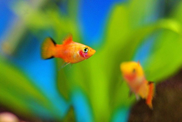 Ilustrasi ciri-ciri ikan platy hamil. Sumber: Aqe/pixabay.com 