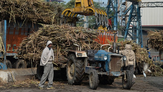 Para petani India berdiri di dekat traktor yang memuat tebu di pabrik penyulingan gula Triveni di desa Sabitgarh, di distrik Bulandshahr di negara bagian utara Uttar Pradesh. Foto: Sajjad Hussain / AFP