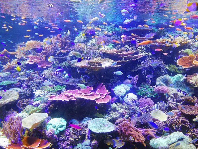 Ilustrasi Cara Budidaya Ikan Platy. Sumber: Unsplash