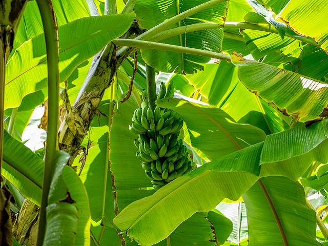 Ilustrasi jenis tanaman pohon pisang. Sumber: unsplash.com/MRishal.