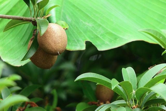 Ilustrasi Cara Budidaya Sawo Duren. Foto: dok. Unsplash/sawo duren