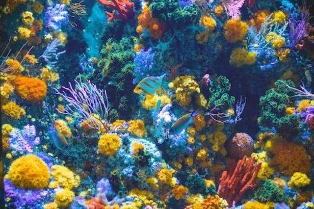Ilustrasi Cara merawat Ikan Leopard. Sumbsr: Unsplash