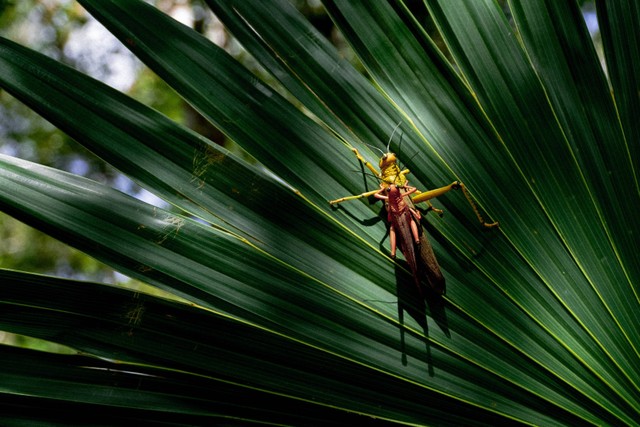 Ilustrasi Habitat Jangkrik. Sumber: Unsplash