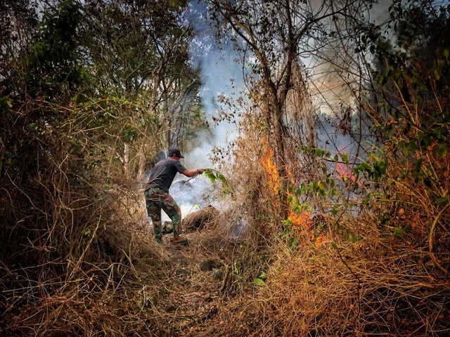 Seorang Anggota Masyarakat Peduli Api (MPA) Kabupaten Kuningan saat memadamkan api secara manual di TNGC. (27/8/2023). Foto: Dok. kumparan