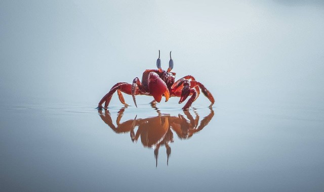 Ilustrasi zodiak apa yang memiliki simbol kepiting. Sumber foto: pexels/rompalli harish.