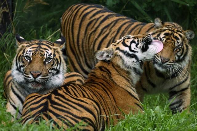 Ilustrasi harimau Sumatera. Dok: Toby Melville/REUTERS