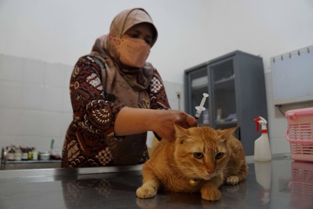 Ilustrasi pemberian vaksin rabies pada kucing. Foto: Pemkot Yogya