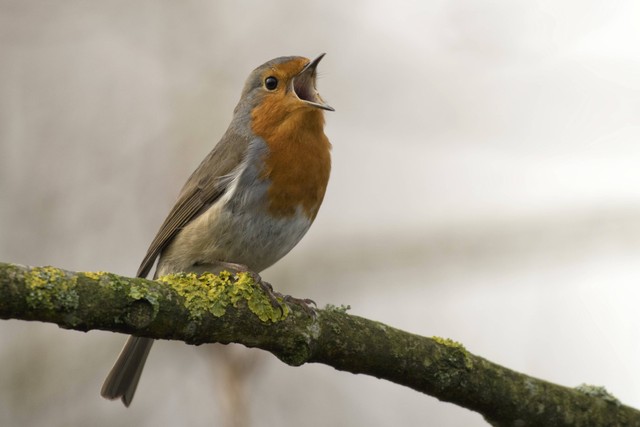 Ilustrasi Cara Merawat Burung. Unsplash/Jan Meus.