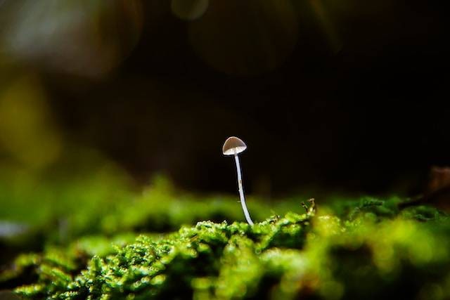 Ilustrasi peranan jamur di dalam ekosistem. Foto: Unsplash/PICSAR