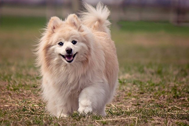 Ilustrasi Jenis-jenis Anjing. Sumber: Pixabay/Purplehorse
