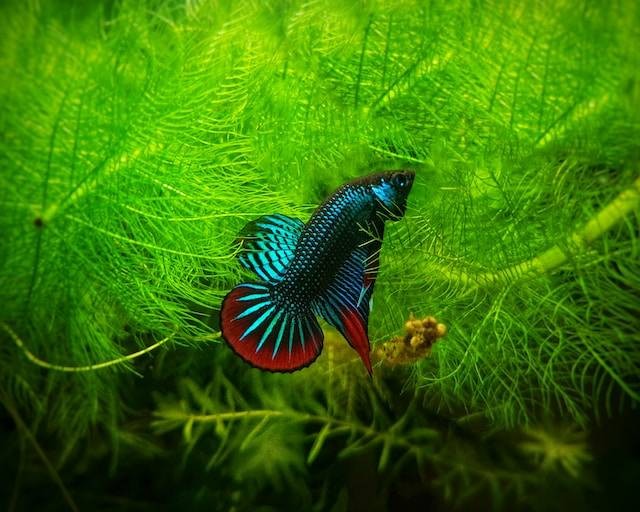 Ilustrasi Umur Ikan Cupang Paling Lama. Foto: dok. Unsplash/Navin Rai