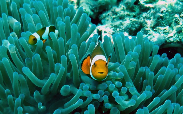 Ilustrasi ikan hias air laut. Sumber foto: Unsplash