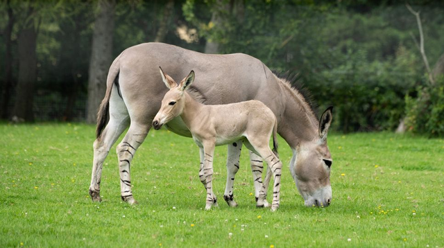 Jack dan Nadifa, anak dan induk keledai liar Afrika berkaki zebra di Kebun Binatang Marwell.  Foto: Dok. Marwell Zoo