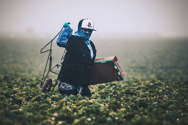 Ilustrasi Jelaskan pengertian urban farming, sumber: unsplash/TimMosholfer