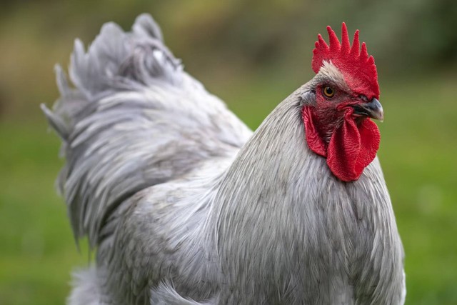 Ilustrasi Cara Menghitung IP Ayam Broiler. Foto: Unsplash/ Michael Anfang.