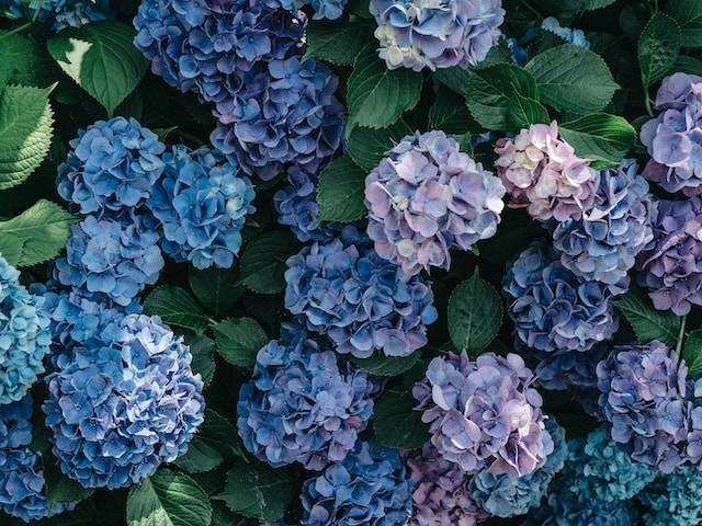 Ilustrasi Cara Menanam Bunga Hydrangea. Foto: dok. Unsplash/Tunafish