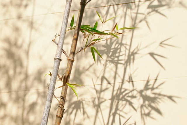 Ilustrasi Cara Menanam Bambu dengan Batang. Sumber: Unsplash