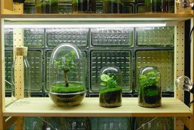 Ilustrasi cara membuat terrarium. Foto: Pexels.com