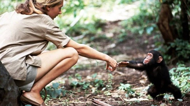 Foto Ikonik Jane Goodall yang Mengabadikan Ikatan Manusia dan Simpanse