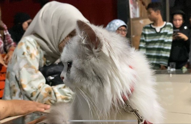 Clow, kucing yang dicekoki soju. Dok: kumparan.