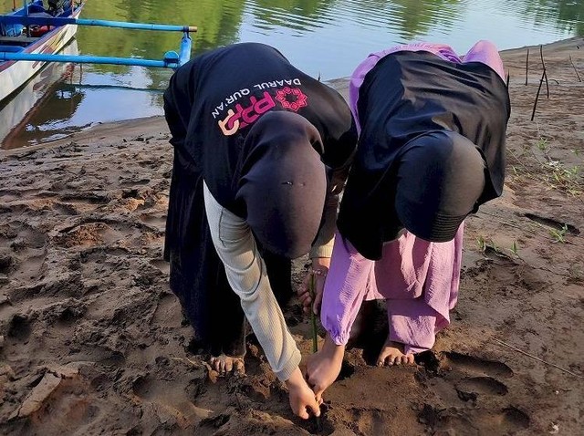 Menanam Mangrove