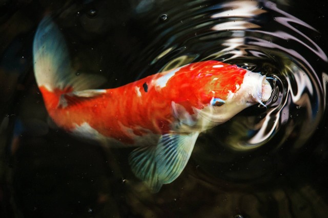 Ilustrasi ikan koi. Sumber foto: Unsplash