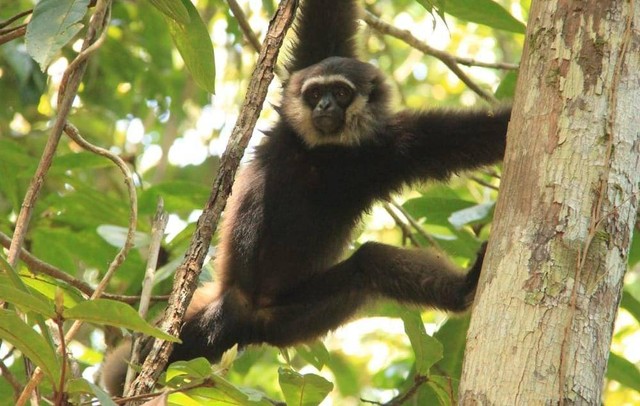 Owa Kalimantan yang dilepasliarkan oleh BKSDA Kalbar. Foto: Dok. BKSDA Kalbar