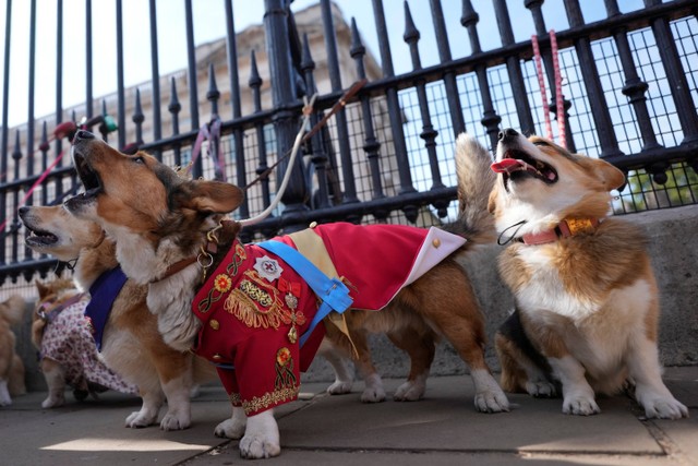 Sejumlah anjing corgi mengikuti parade anjing corgi untuk mengenang mendiang Ratu Elizabeth II di luar Istana Buckingham, London, Inggris, Minggu (3/9/2023). Foto: Alastair Grant/REUTERS