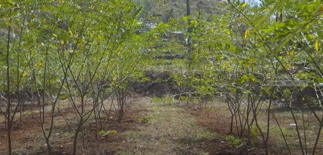 Tanaman indigofera yang ditanam di Gunungkidul sebagai pengganti batubara. Foto: Dok. Pemda DIY