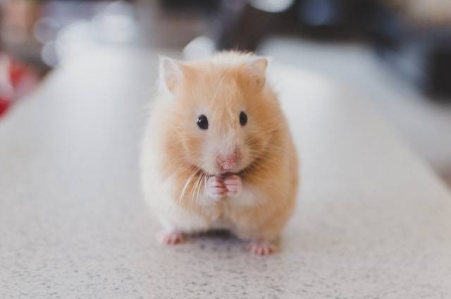 Ilustrasi jenis hamster roborovski, sumber foto: unsplash.com/Ricky Kharawala