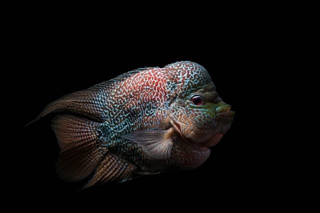 Ilustrasi jenis ikan louhan langka. Foto: Pixabay