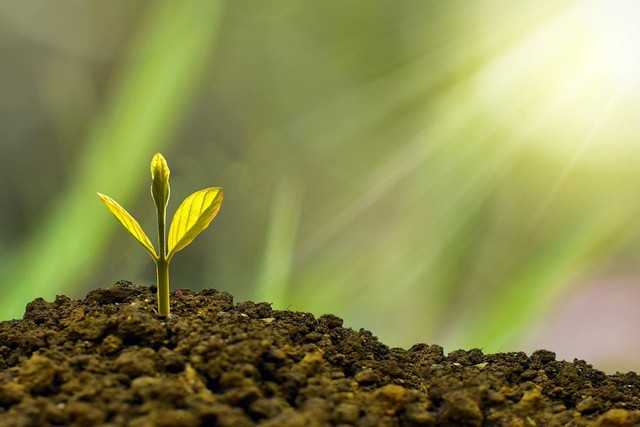 Ilustrasi pertumbuhan tanaman. Foto: Pixabay