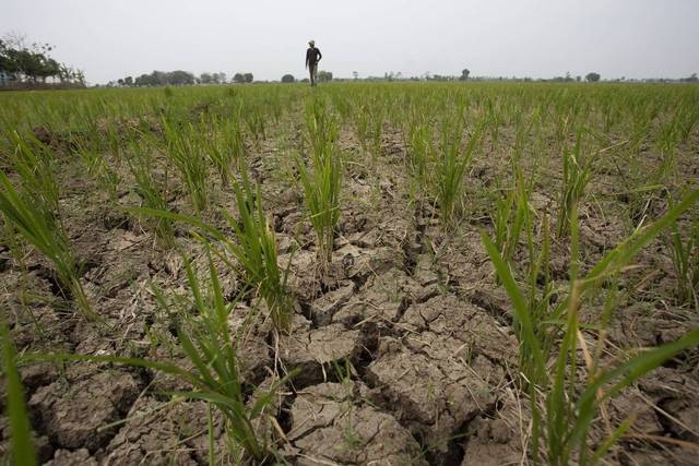 Ilustrasi lahan sawah kekeringan. | Foto: ANTARA FOTO/Dedhez Anggara