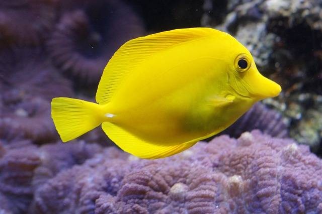 Ilustrasi makanan ikan lemon. Foto: Pixabay