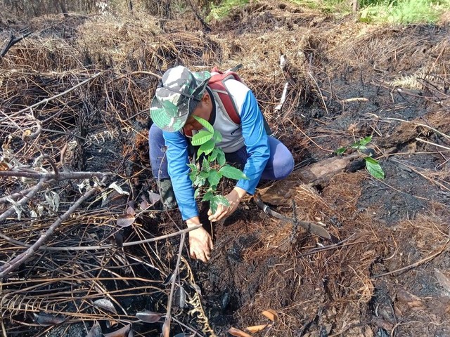 Tim smart patrol dari Lembaga Pengelola Hutan Desa (LPHD) Padu Banjar pun lalu berinisiatif untuk melakukan penanam kembali (Rehabilitasi lahan) di lahan (area) bekas terbakar yang berbatasan langsung dengan hutan desa Jumat (8/9). (Foto : Samsidar/Ketua LPHD Banjar Lestari, Desa Padu Banjar).