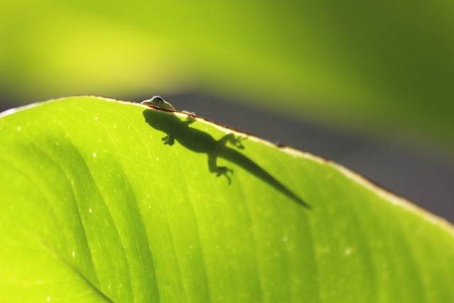 Ilustrasi Ciri Khusus Cicak Berdasarkan Habitatnya. Foto: dok. Unsplash/Tate Lohmiller