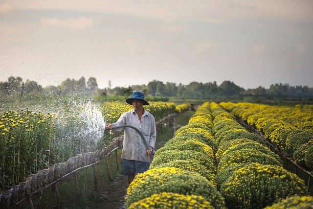 Ilustrasi dampak positif cultuurstelsel. Sumber foto: pexels/Quang Nguyen Vinh.