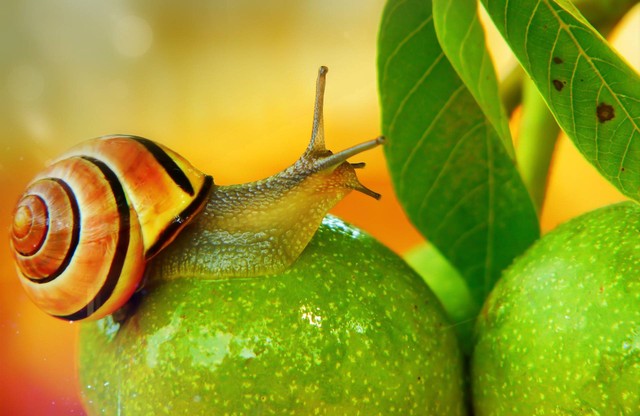 Ilustrasi makanan bekicot. Sumber foto: Unsplash